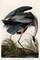 Great Blue Heron Poster Print by John James Audubon - Item # VARPDXJJA211